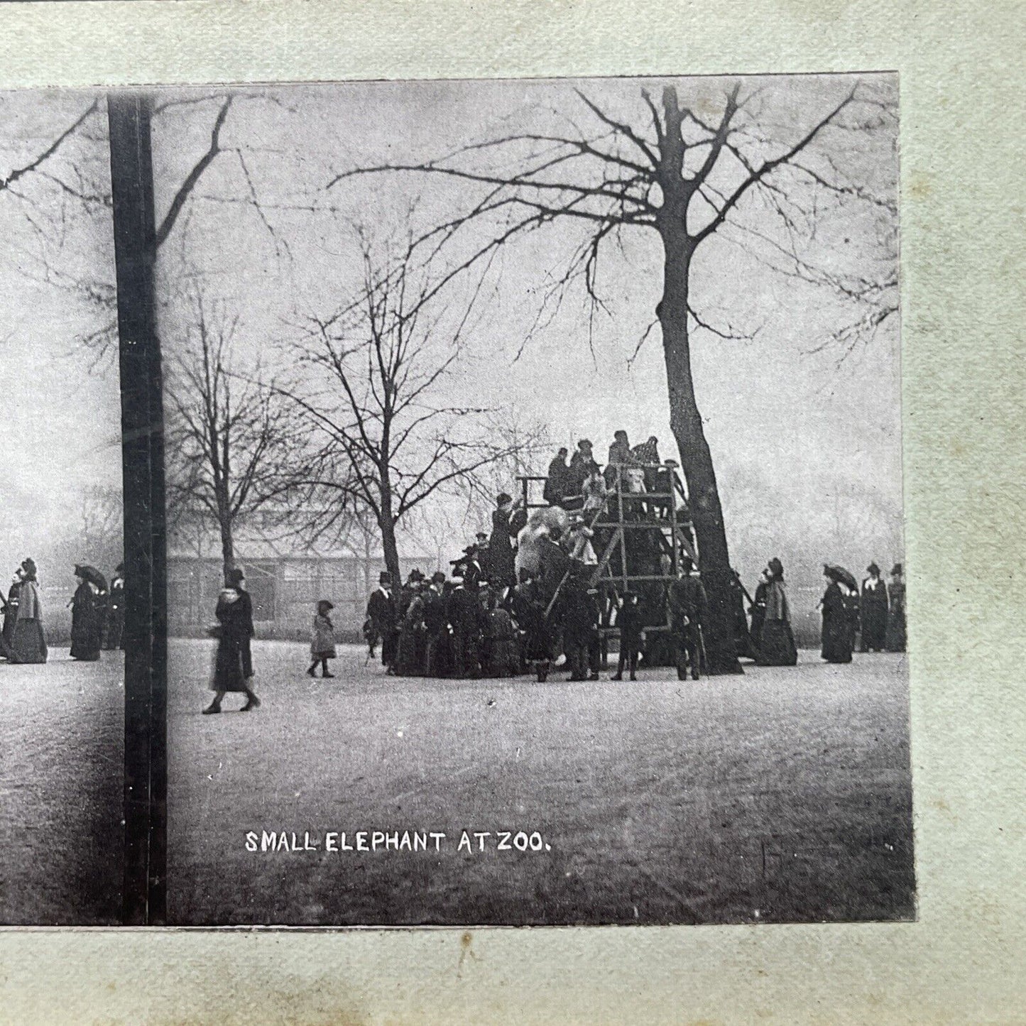 Antique 1880s Elephant Rides At The London Zoo Stereoview Photo Card P1681