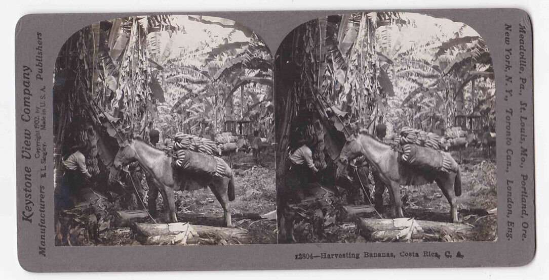 Antique 1902 Afro-Costa Ricans Harvesting Bananas In Costa Rica Photo Card P107