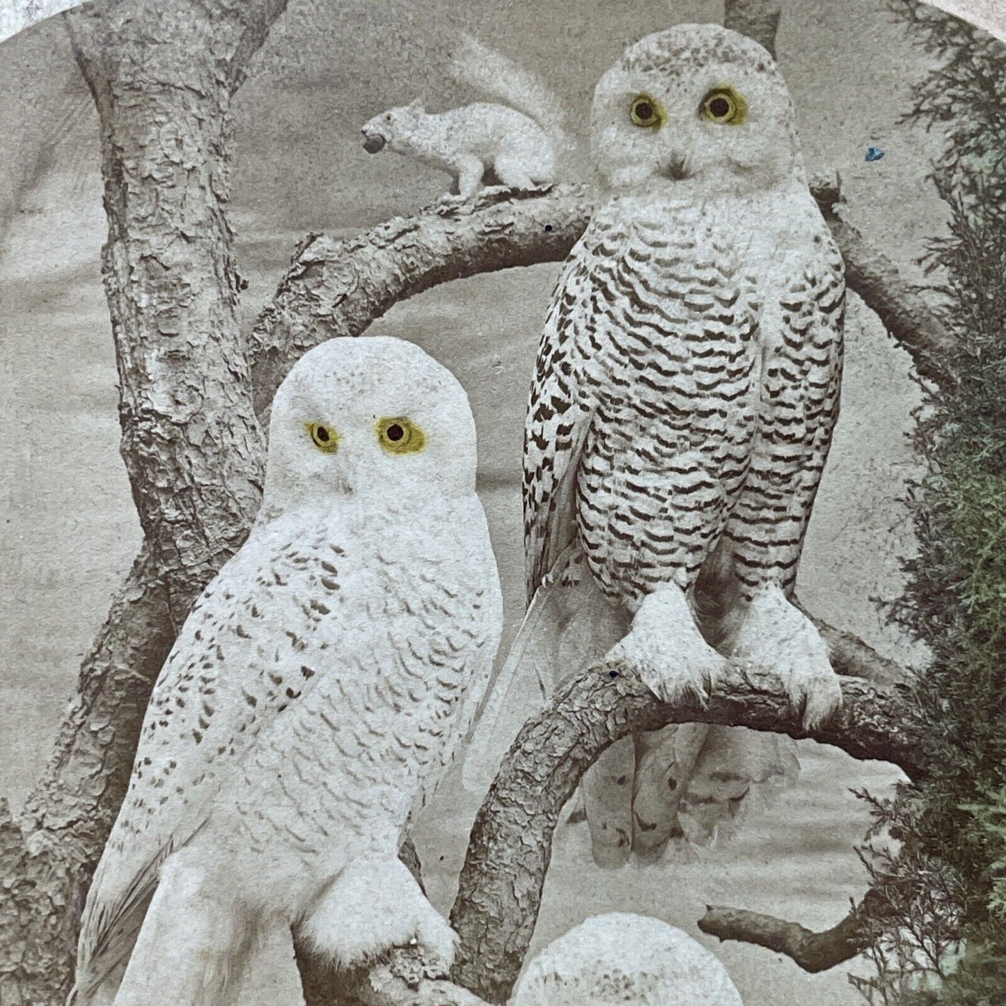 Antique 1870 Taxidermy Snowy Owls On Display Stereoview Photo Card P2958