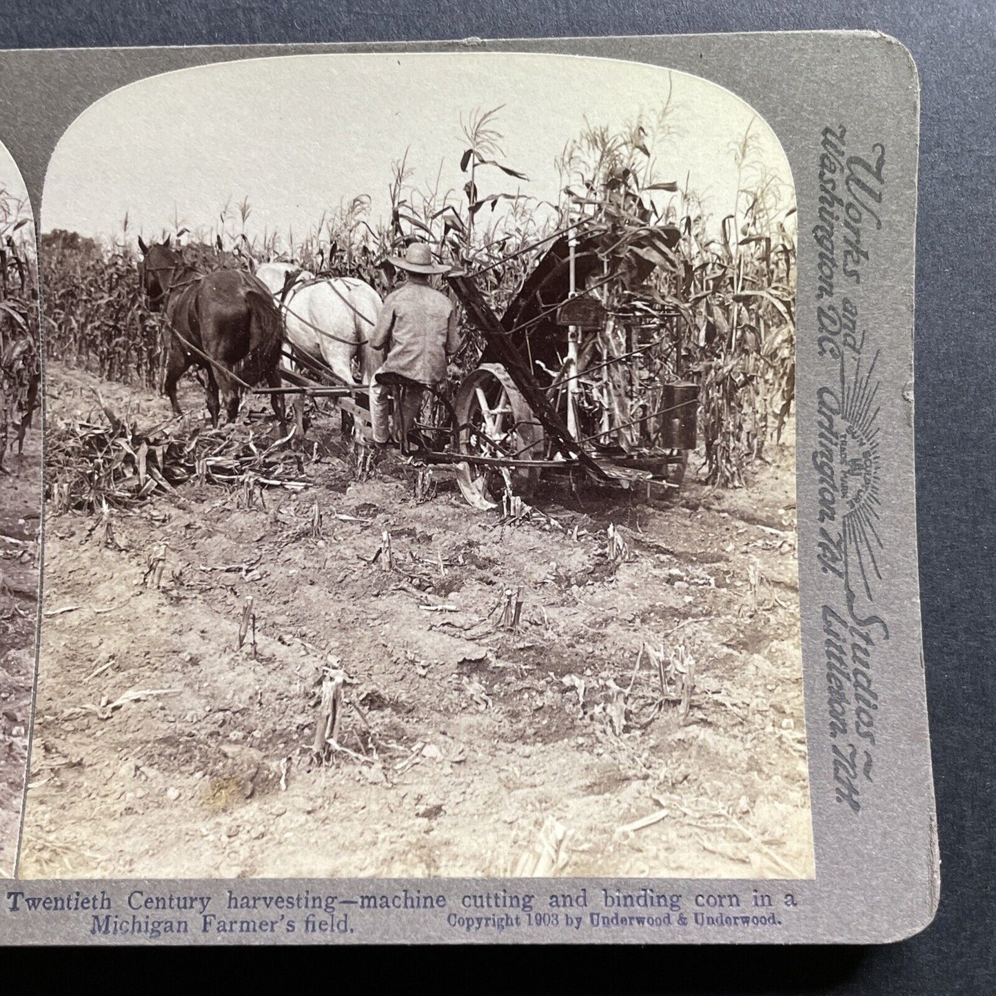 Antique 1903 Fall Corn Harvest Michigan USA Stereoview Photo Card P1768