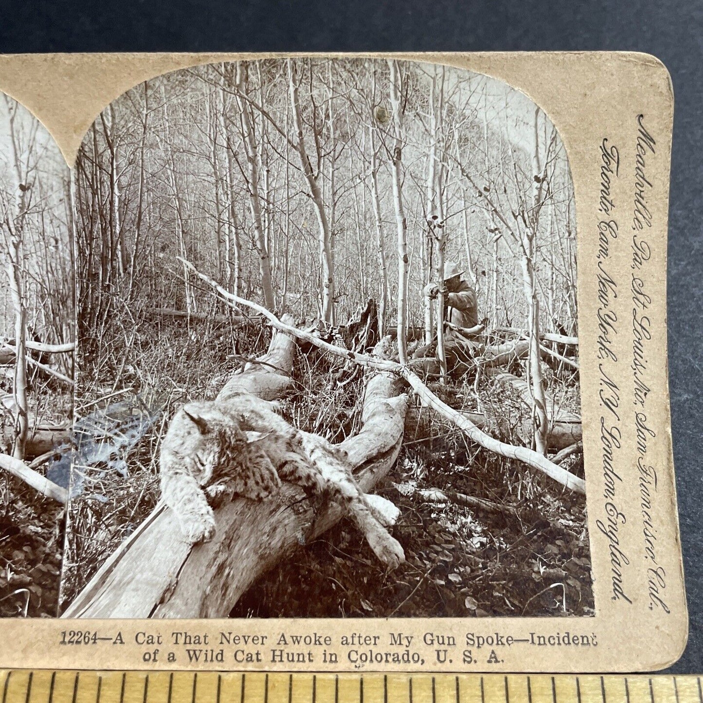 Antique 1903 Hunters Shoot A Bobcat Or Lynx Colorado Stereoview Photo Card P5504