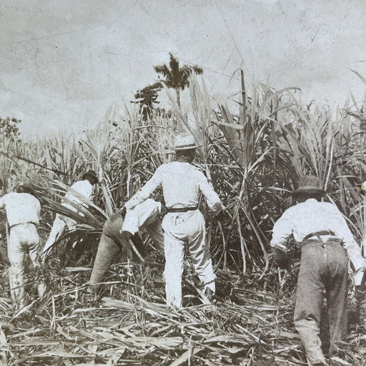 Antique 1900 Sugar Cane Farm San Juan Puerto Rico Stereoview Photo Card P2131