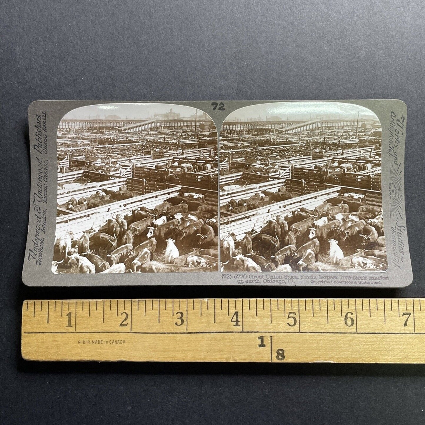 Antique 1905 Huge Cattle Stockyard Chicago Illinois Stereoview Photo Card P1789