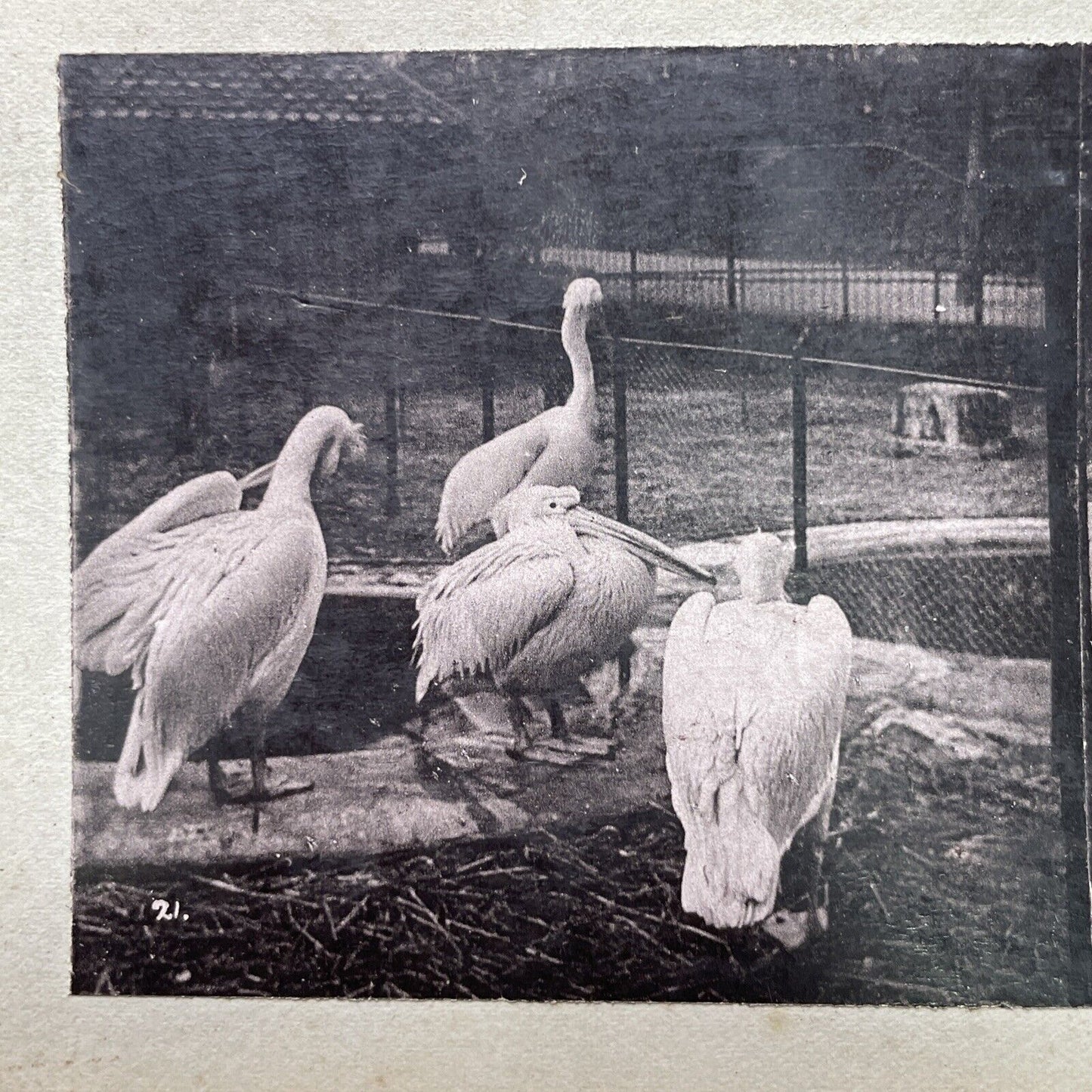 Antique 1880s Dalmatian Pelicans At The London Zoo Stereoview Photo Card P1681