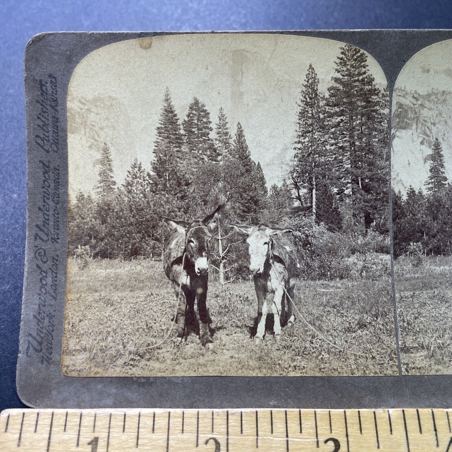 Antique 1900 Two Donkeys Rest Yosemite Park CA Stereoview Photo Card P4005