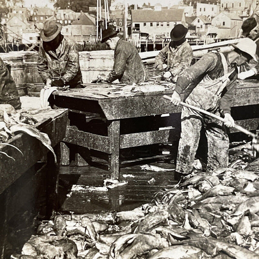 Antique 1920s Cleaning Cod Fish Gloucester MASS Stereoview Photo Card P5506