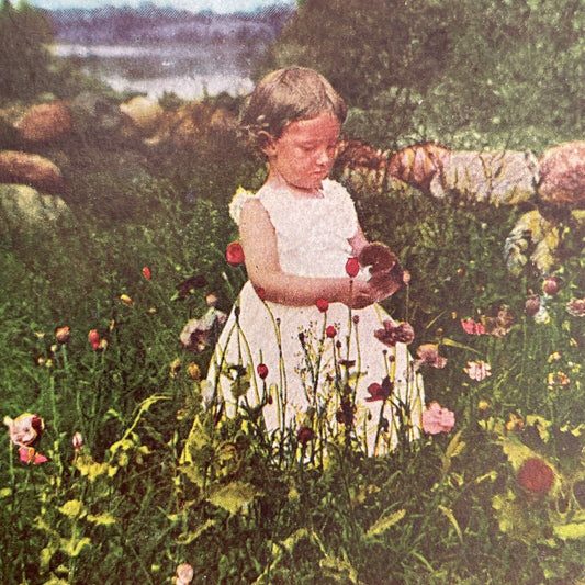 Antique 1898 Little Girl Picks Wild Poppies Stereoview Photo Card P1243