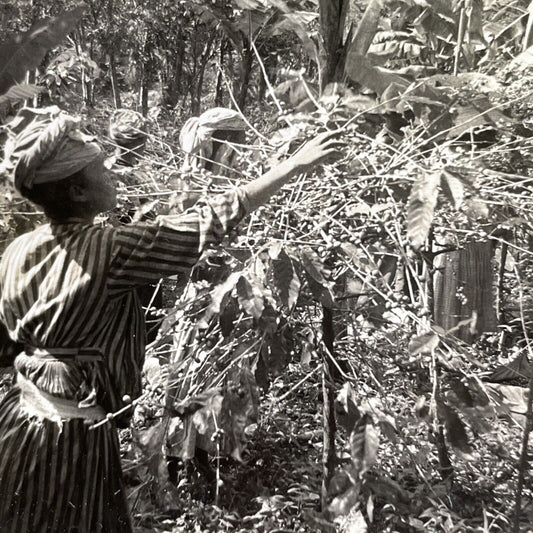 Antique 1912 Coffee Pickers In Guadeloupe FWI Stereoview Photo Card P1724