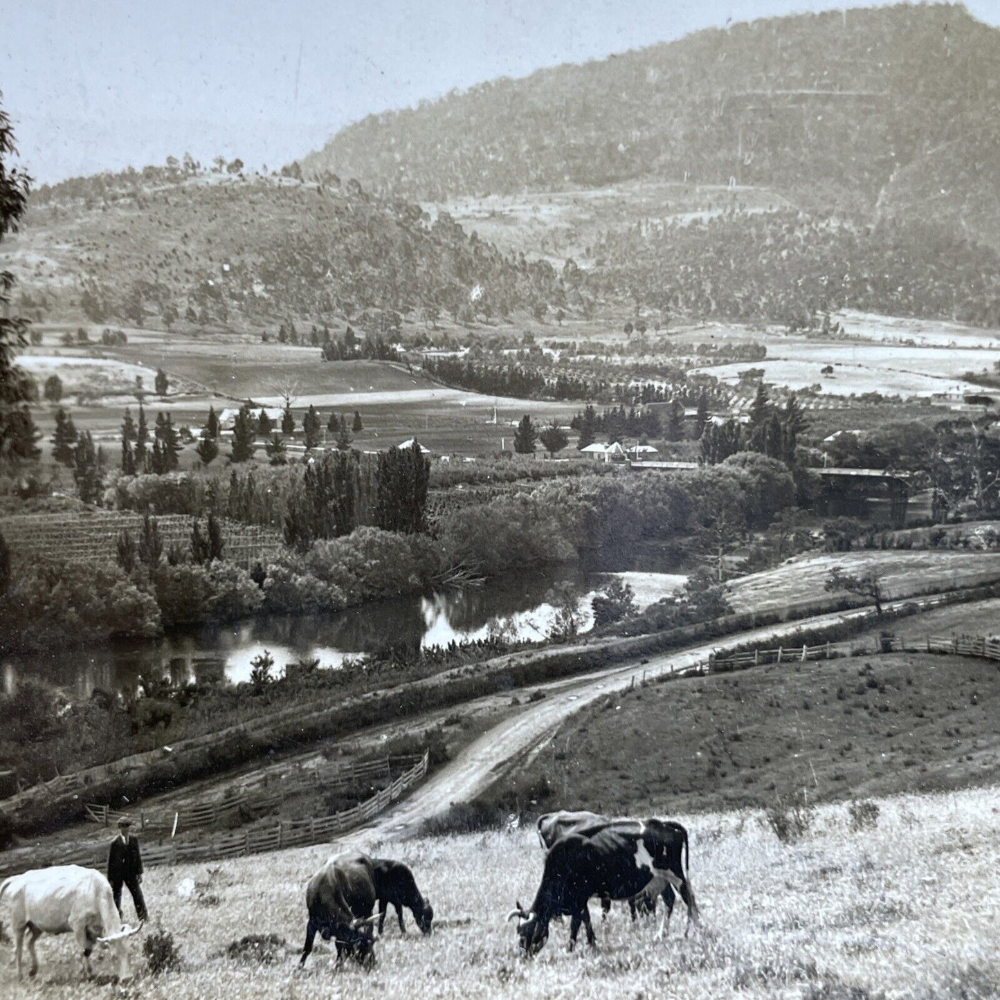 Antique 1920s Derwent Valley Tasmania Stereoview Photo Card P2038