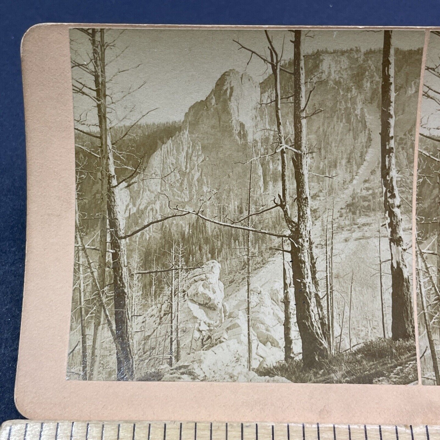 Antique 1896 Forest Fire Tree Damage Yosemite Park Stereoview Photo Card V1998