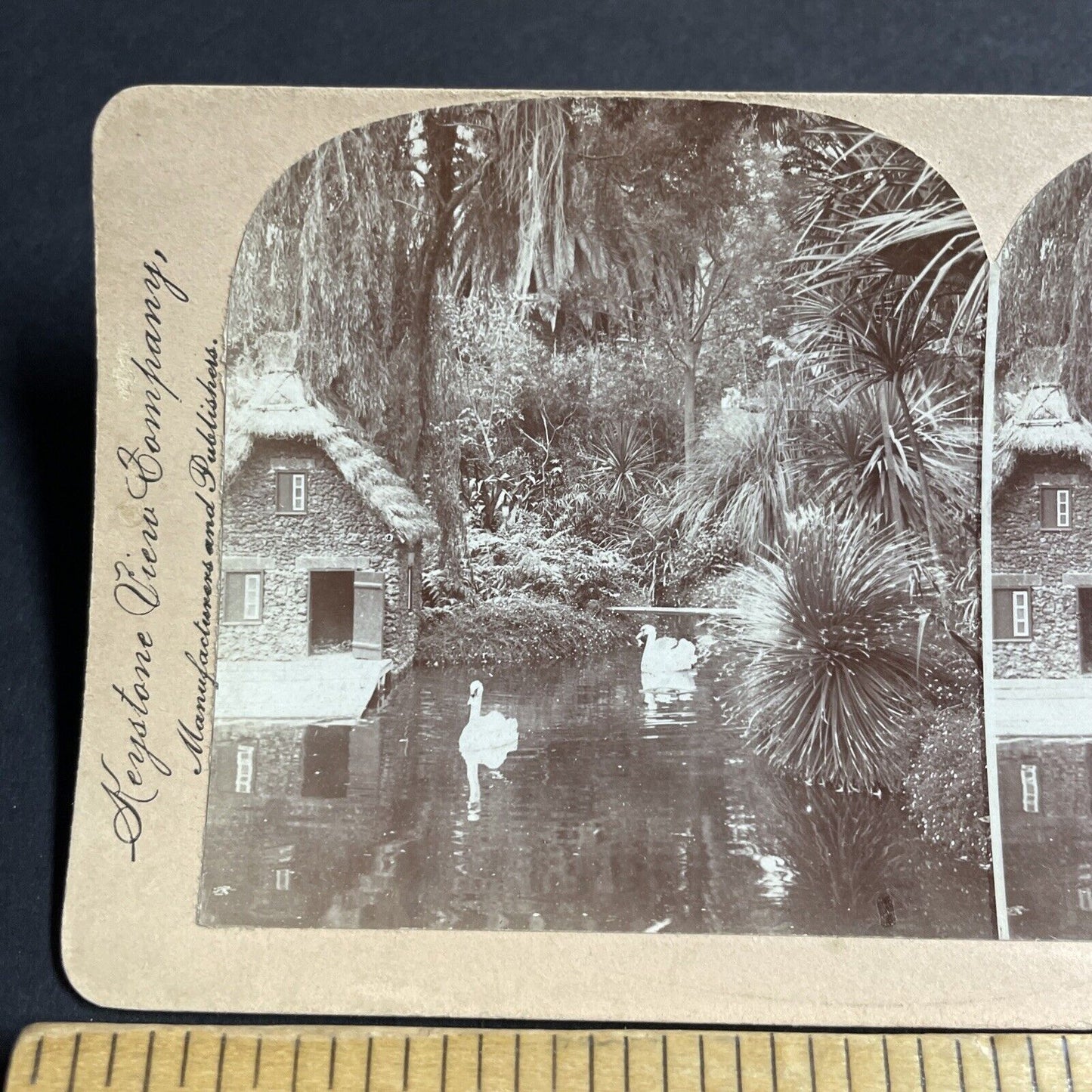 Antique 1900 Swan Park In Funchal Madeira Azores Stereoview Photo Card P4507