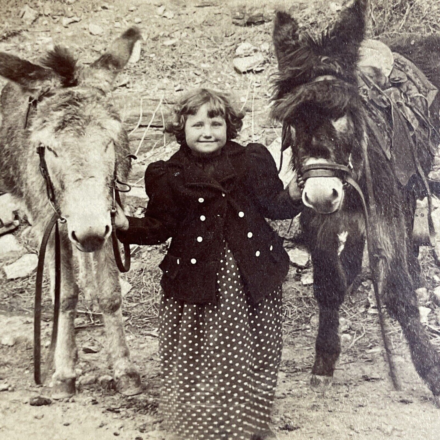 Antique 1894 Little Girl With Two Prize Donkeys Stereoview Photo Card P4317