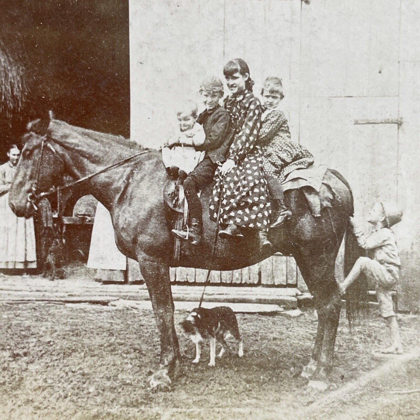 Antique 1870s Four Children Ride A Horse Stereoview Photo Card P4047