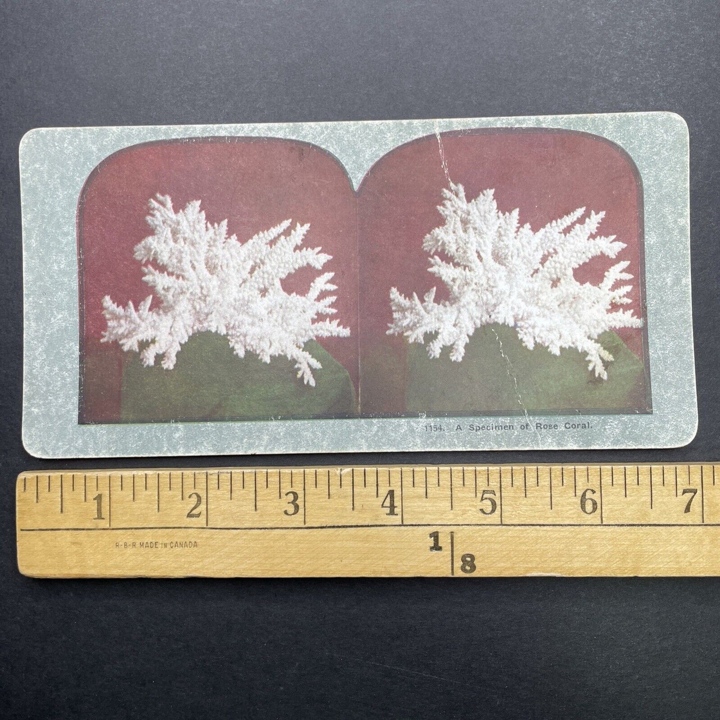 Antique 1898 A Specimen Of Rose Coral Stereoview Photo Card P580-052