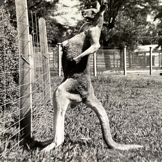 Antique 1910s Muscular Kangaroo Melbourne Australia Stereoview Photo Card P1764