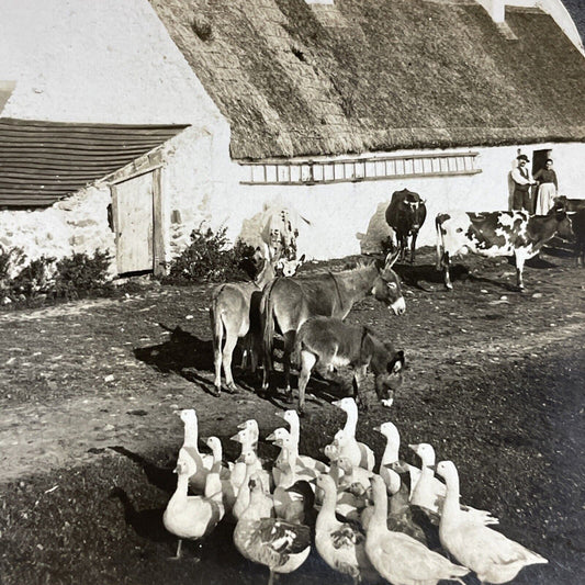 Antique 1910s Traditional Irish Farm Kerry Ireland Stereoview Photo Card P5109