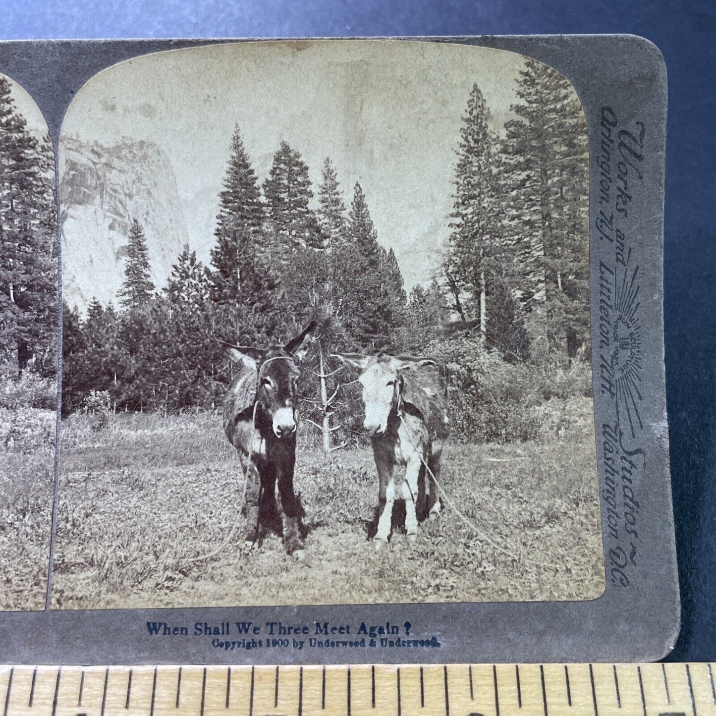 Antique 1900 Two Donkeys Rest Yosemite Park CA Stereoview Photo Card P4005