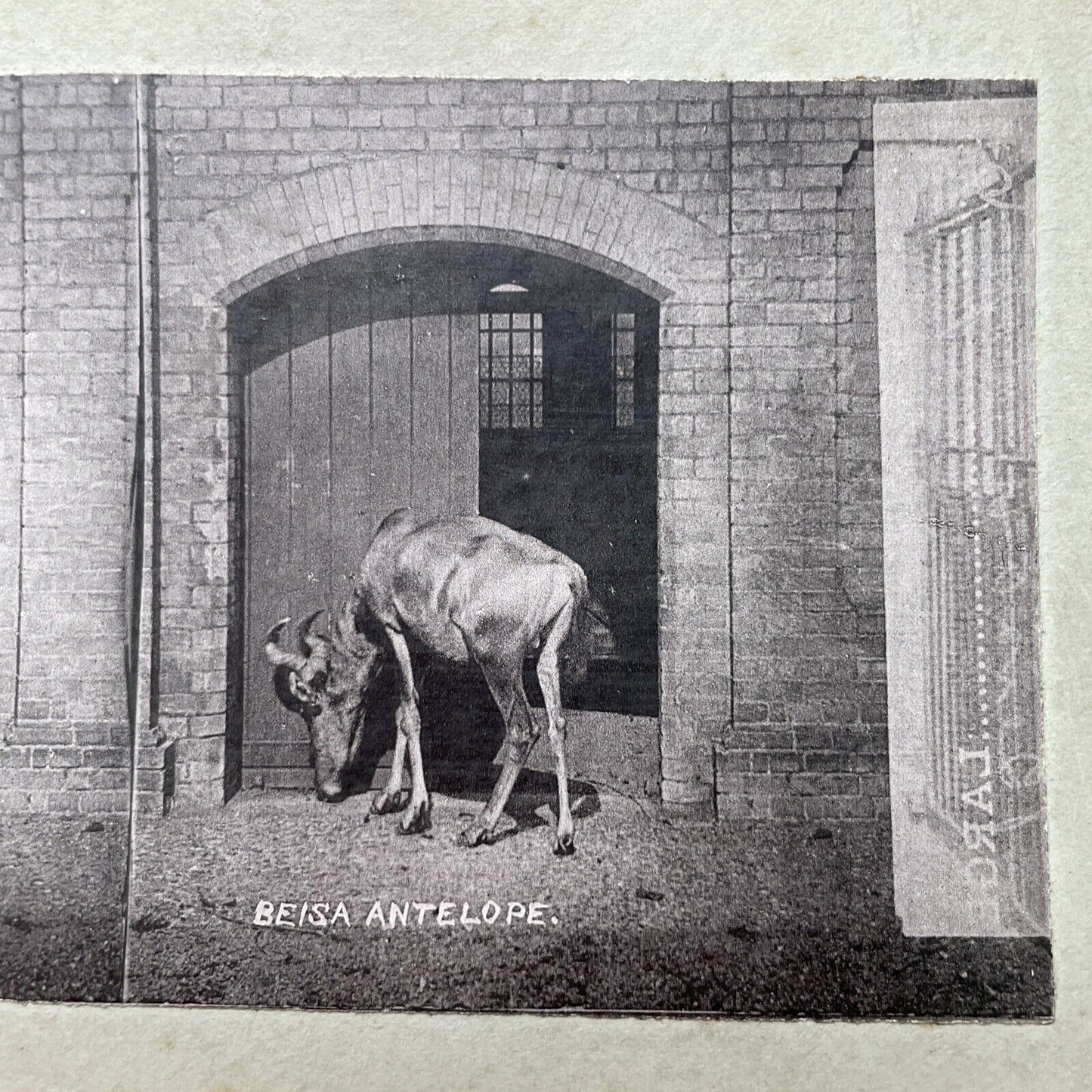 Antique 1880s Hartebeest At The London Zoo Stereoview Photo Card P1681