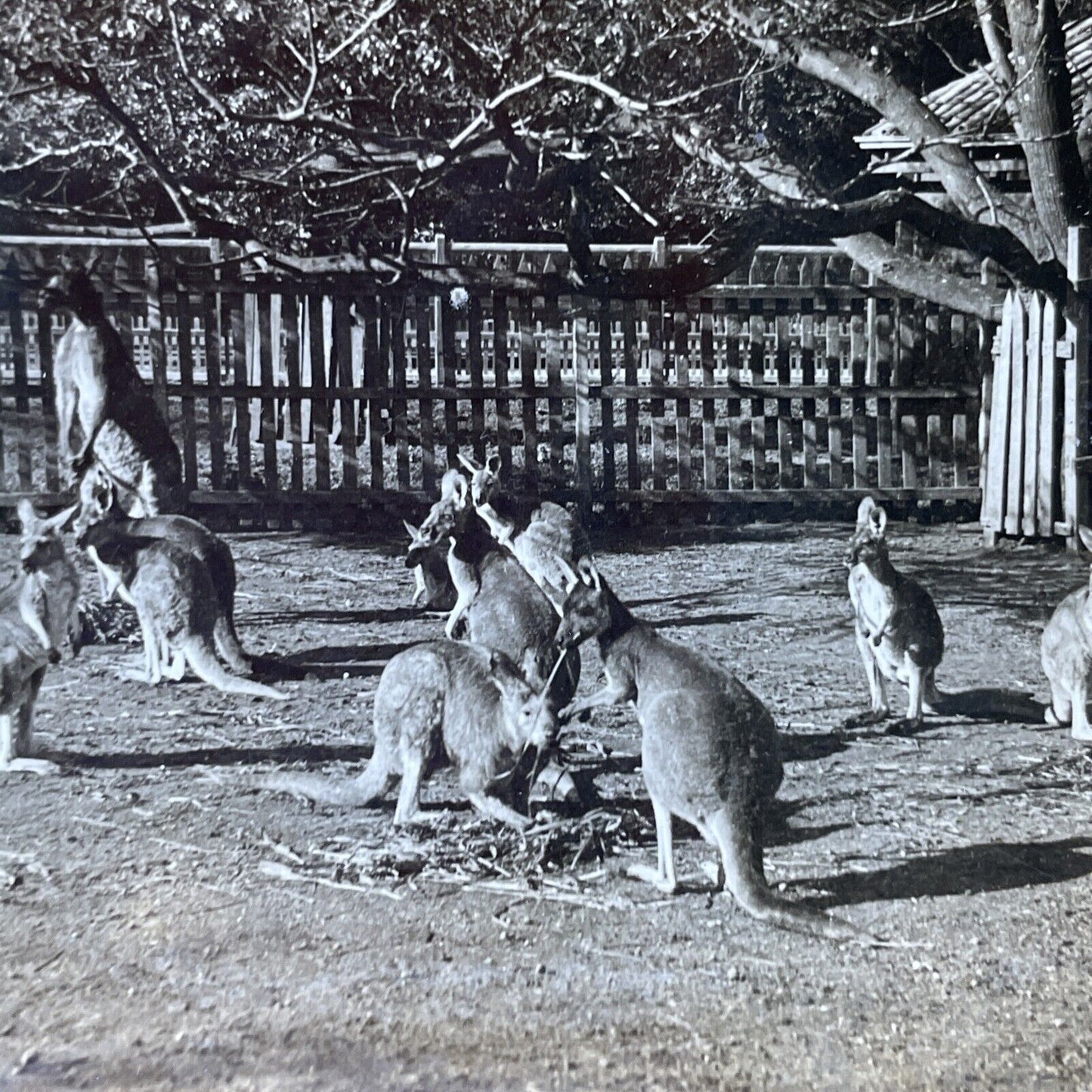 Antique 1910s Kangaroos In Adelaide Australia Stereoview Photo Card P2817