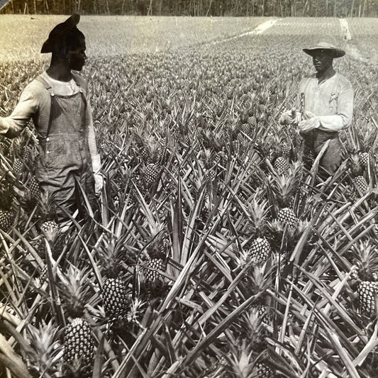 Antique 1904 African Americans Pineapple Farm Hawaii Stereoview Photo Card P1466