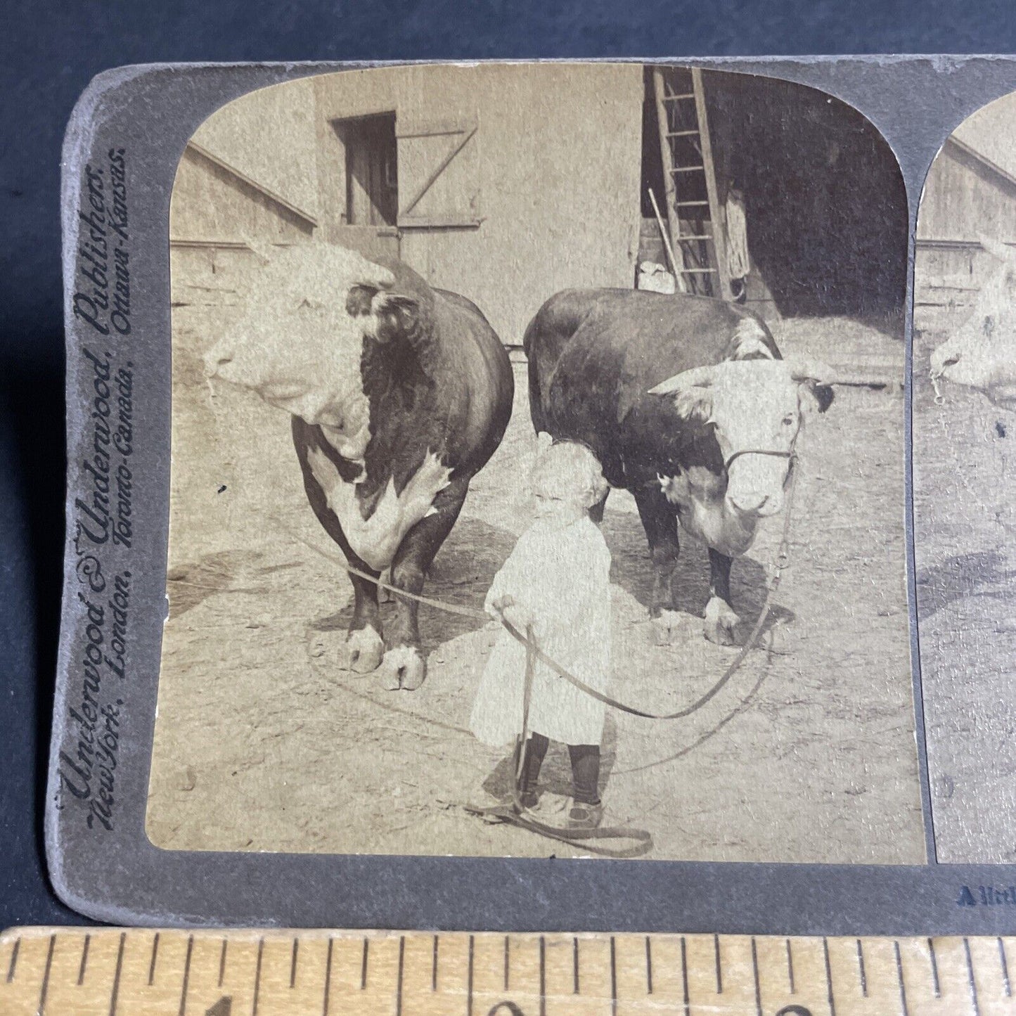 Antique 1903 Child Leads Two Massive Bulls Bull Cows Stereoview Photo Card P4357