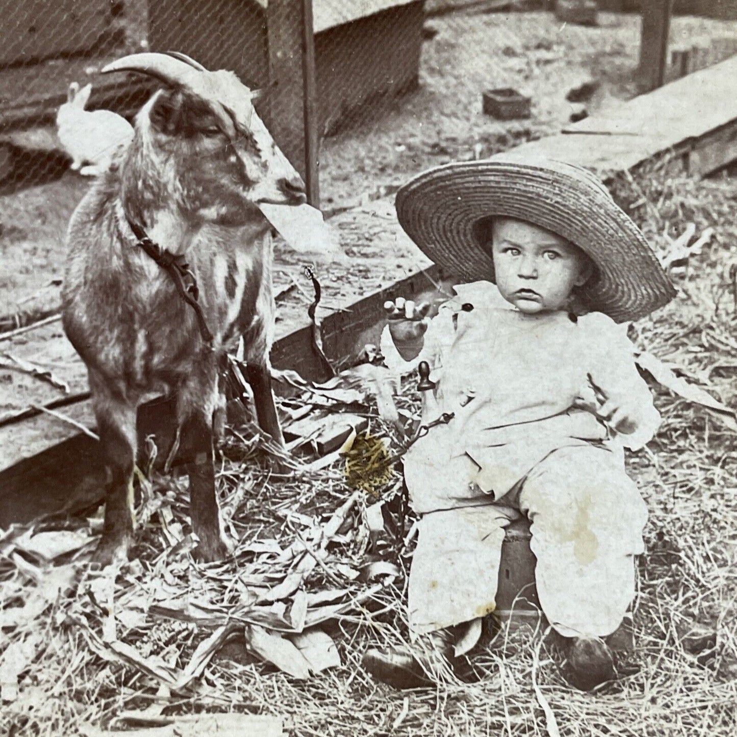 Antique 1899 A Child With A Billy Goat Stereoview Photo Card P4749