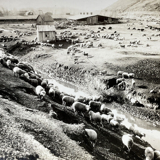 Antique 1930s Sheep Farm In Northwest Idaho Stereoview Photo Card V2656