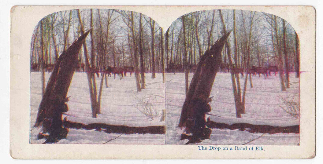 Antique 1905 Hunter Behind A Tree Shooting Elk, Northern Idaho Stereo Card P318