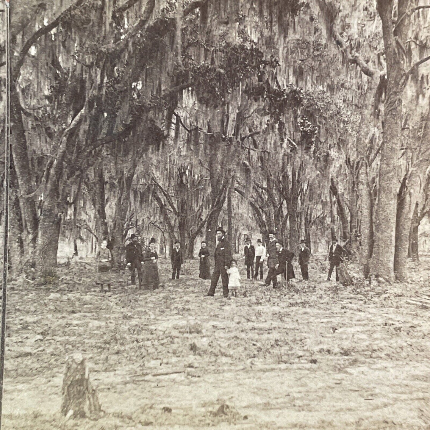 A. Orr Self-Portrait Fruit Cove Florida Stereoview Oak Forest Antique c1870 Y040