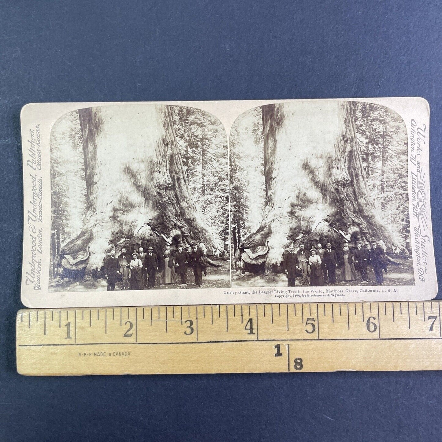 Mariposa Grove Giant Sequoia Tree Stereoview Yosemite Park Antique c1894 X3122