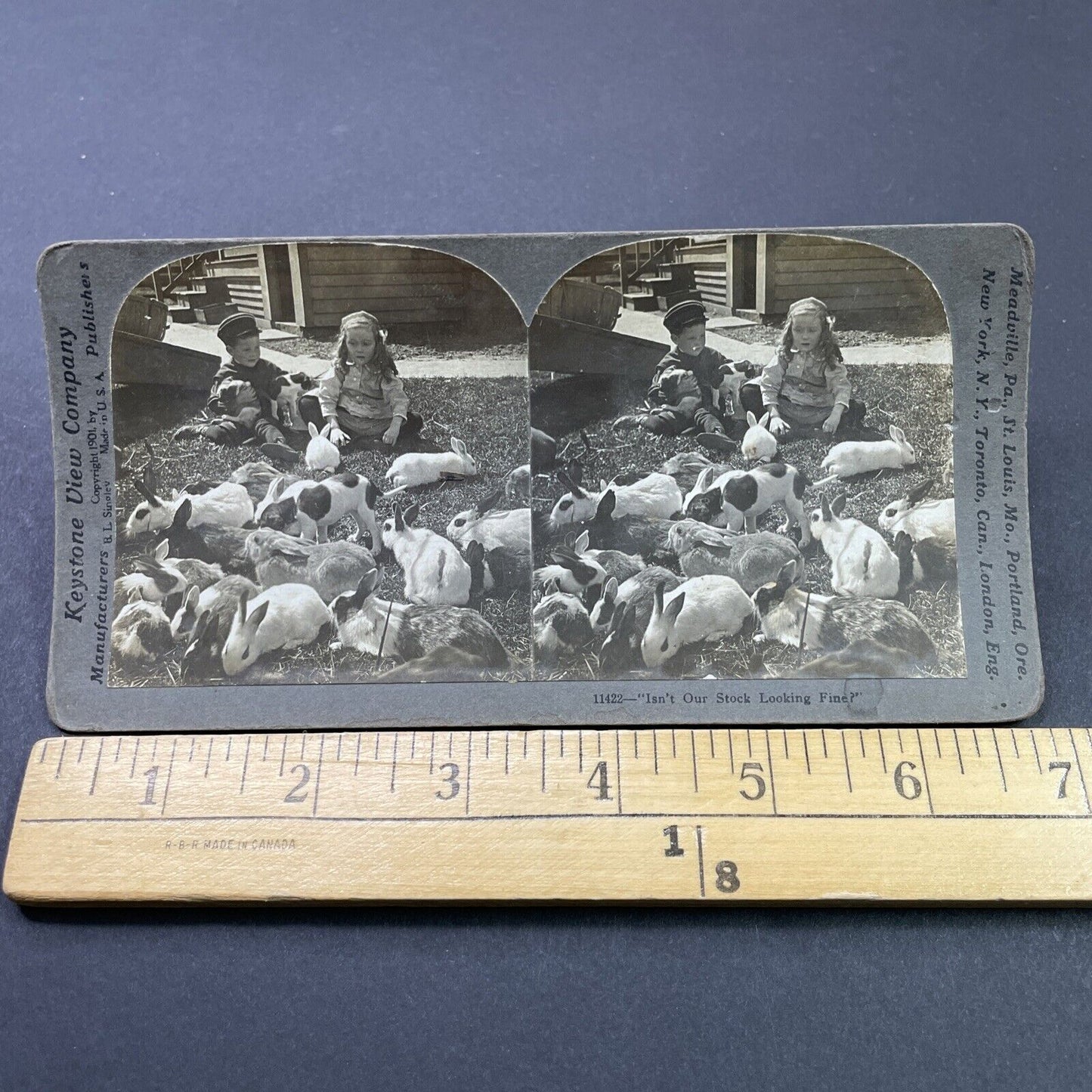 Antique 1907 Children On A Rabbit Farm Stereoview Photo Card P2638