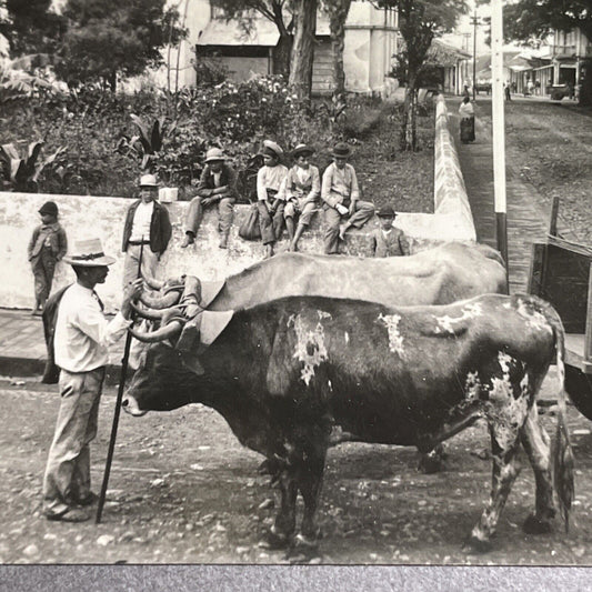 Antique 1918 Cattle Pulling Cart Heredia Costa Rica Stereoview Photo Card P1563