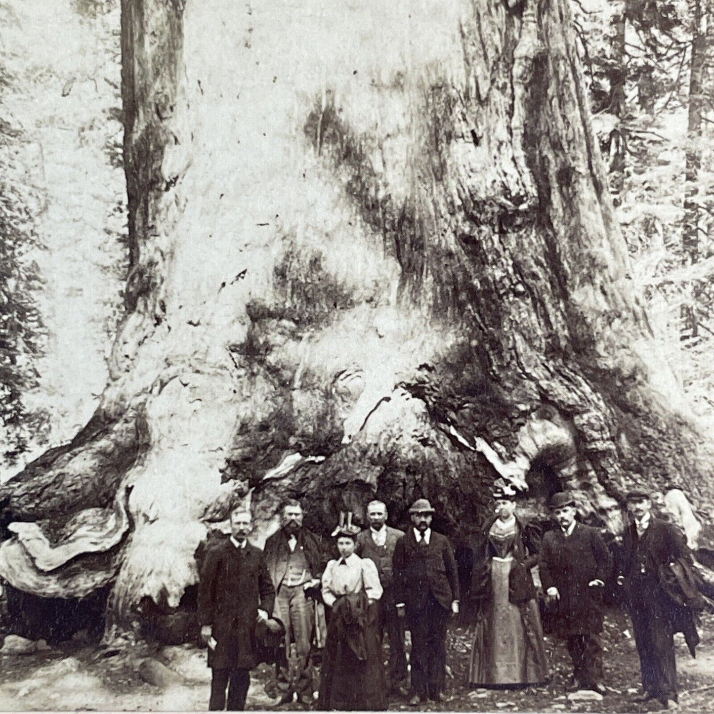 Mariposa Grove Giant Sequoia Tree Stereoview Yosemite Park Antique c1894 X3122