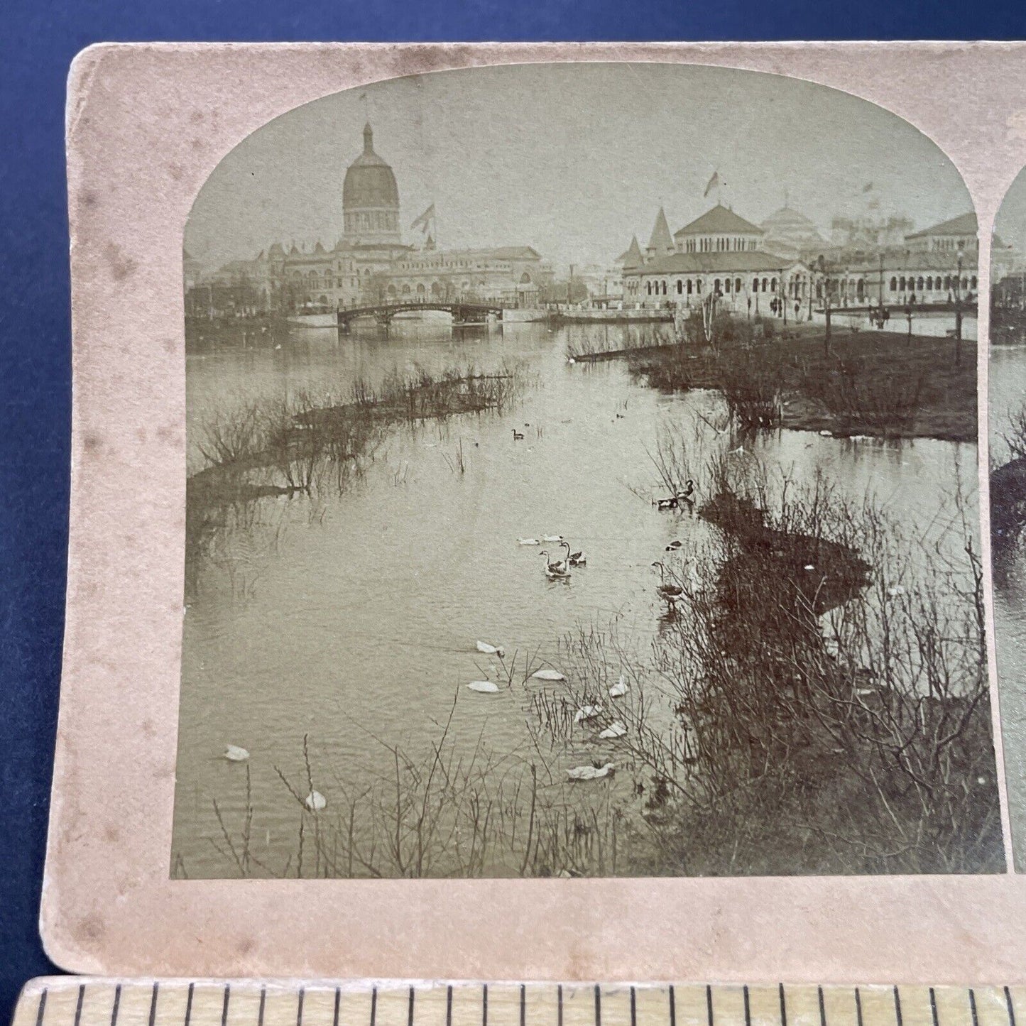 Antique 1893 Snow Geese On A Pond Chicago Illinois Stereoview Photo Card P3798