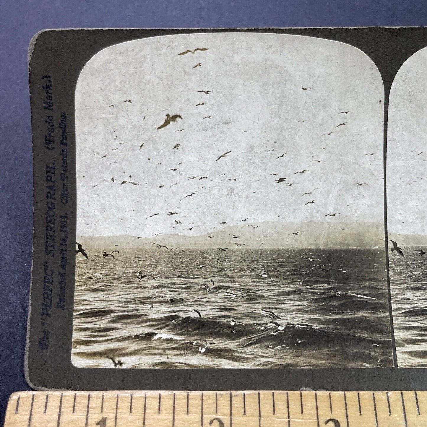 Antique 1903 Sea Gulls Flying In Strait Of Gibraltar Stereoview Photo Card P3102