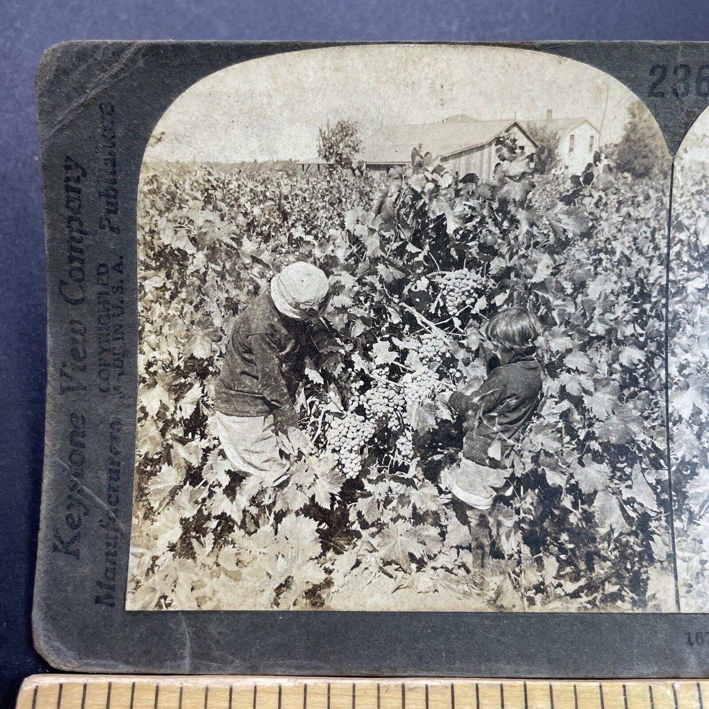 Antique 1920s Grape Vineyard Farm Acampo California Stereoview Photo Card P3521