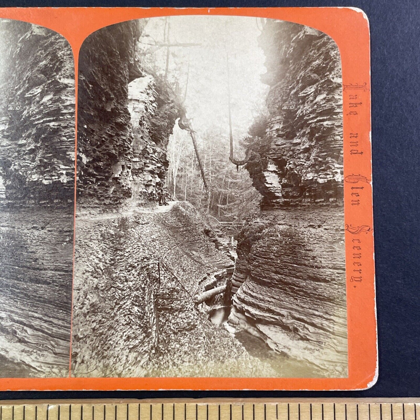 Cedar Tree Watkins Glen New York Stereoview George F. Gates Antique c1865 Y1751