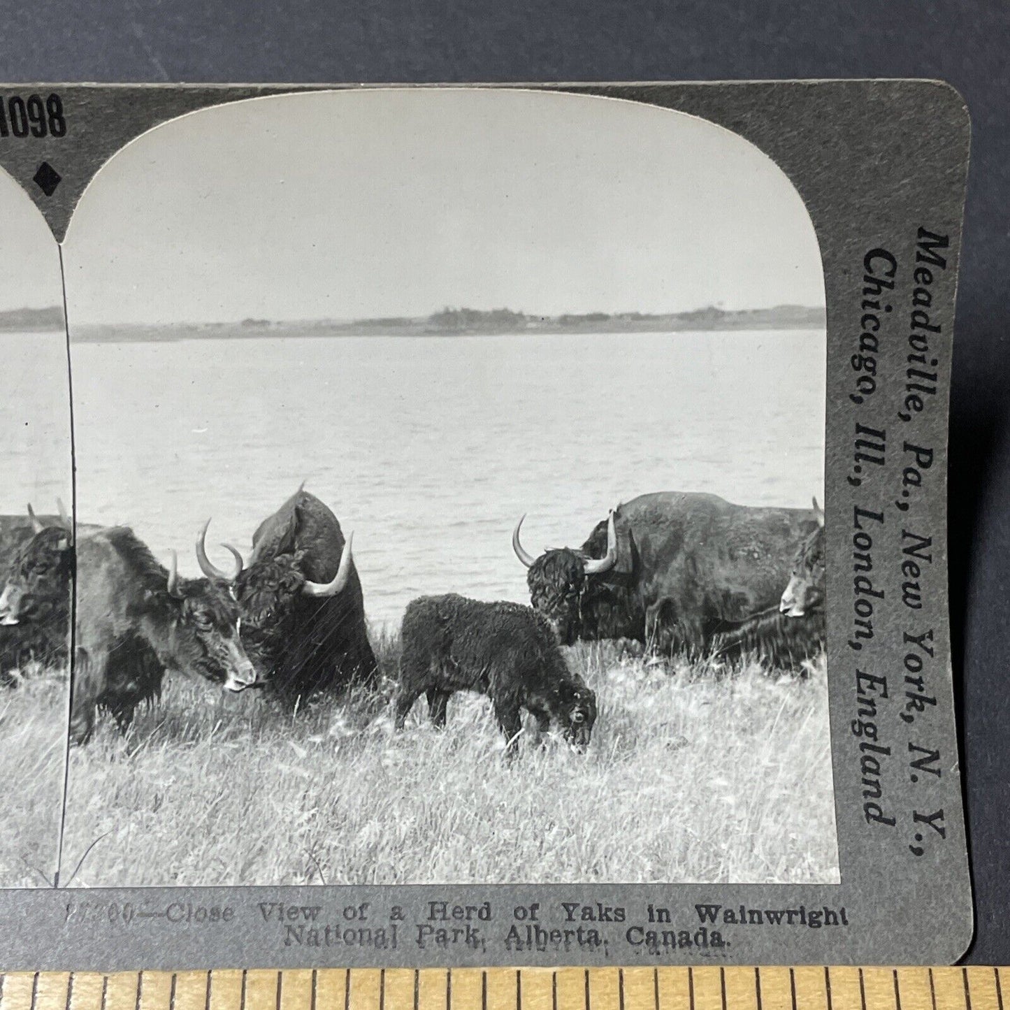 Antique 1920s Yak Herd Of Yaks Wainwright Alberta Stereoview Photo Card V2648