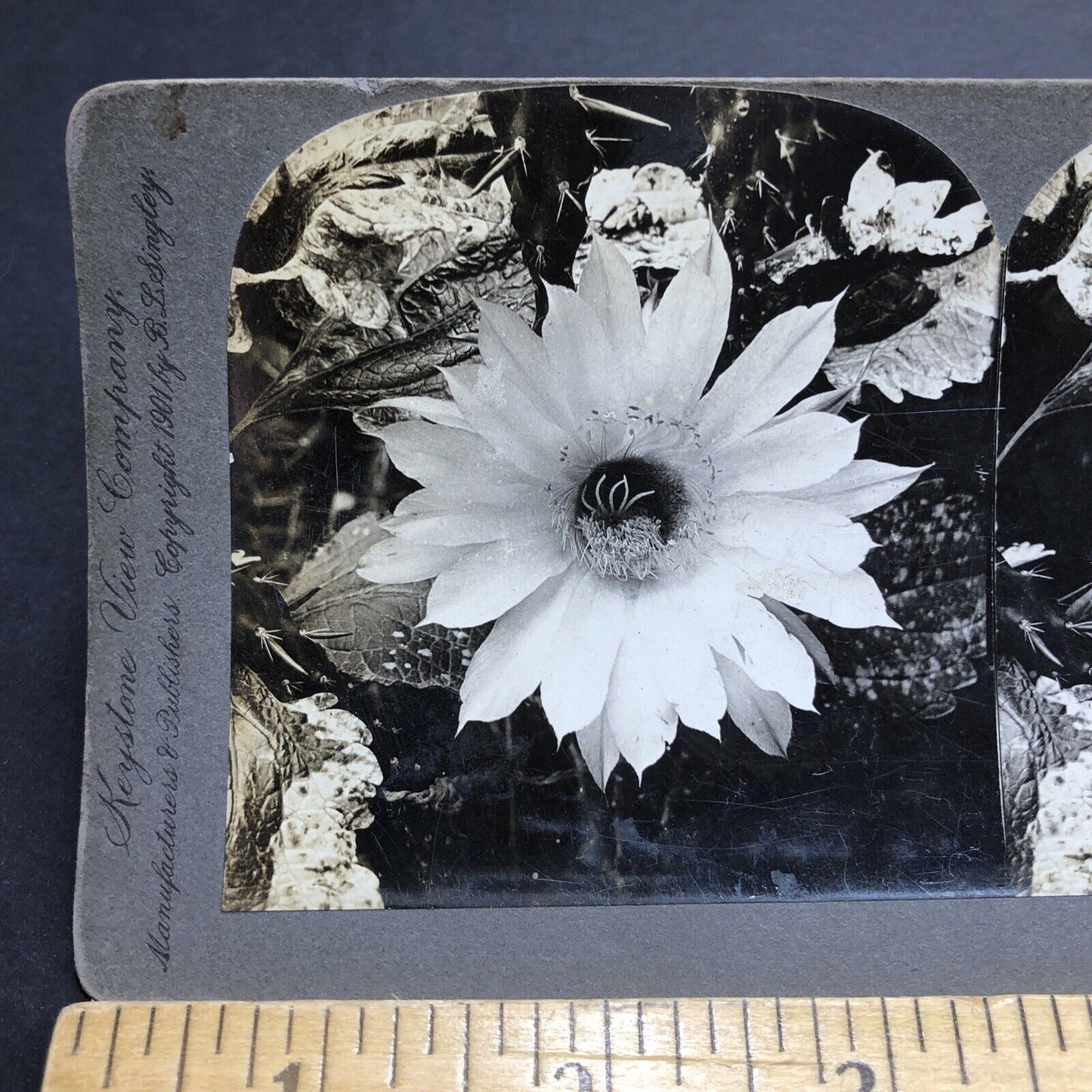 Antique 1901 Night Blooming Cereus In Full Bloom Stereoview Photo Card P1973