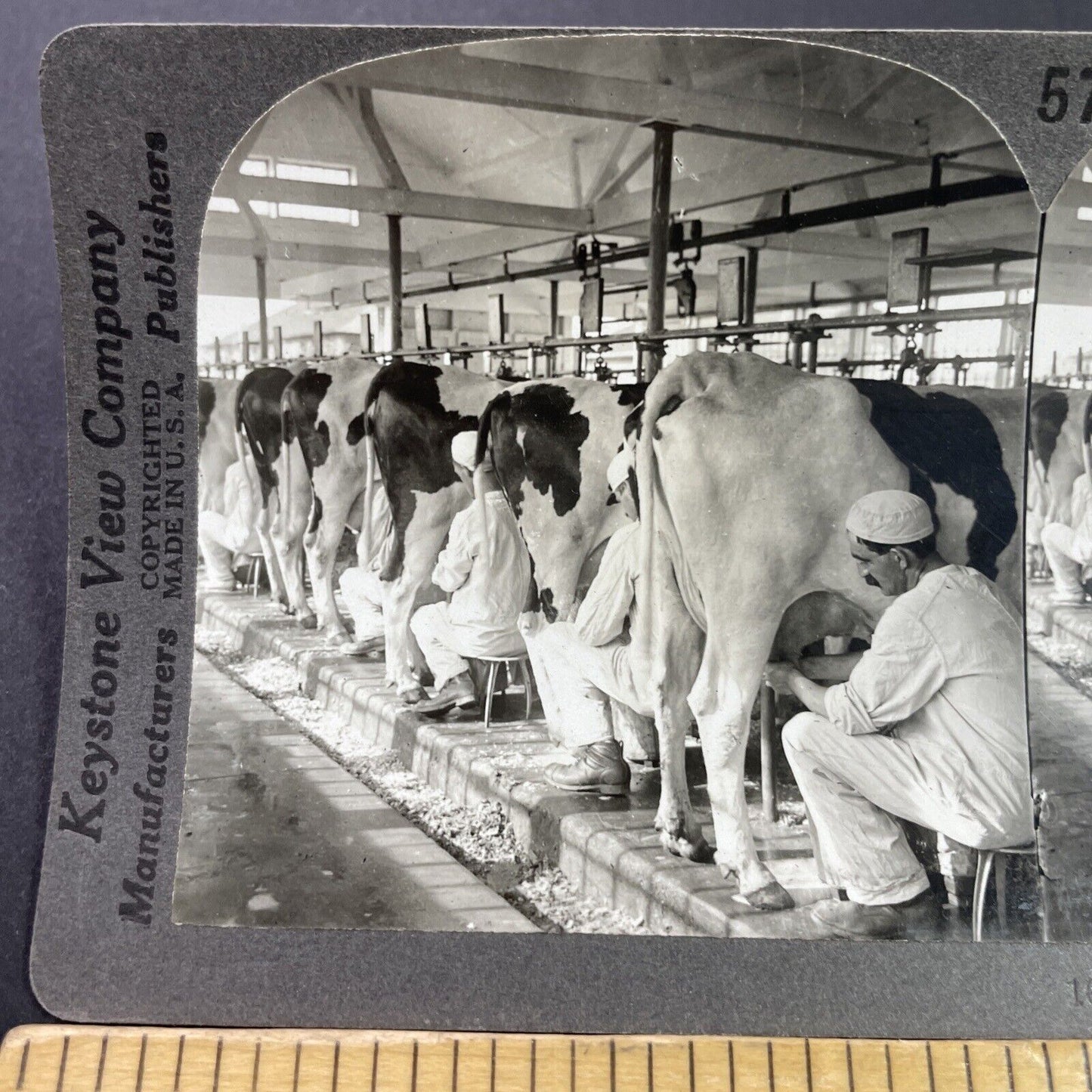 Antique 1910s Men Milking Cows In New Jersey Stereoview Photo Card P3674