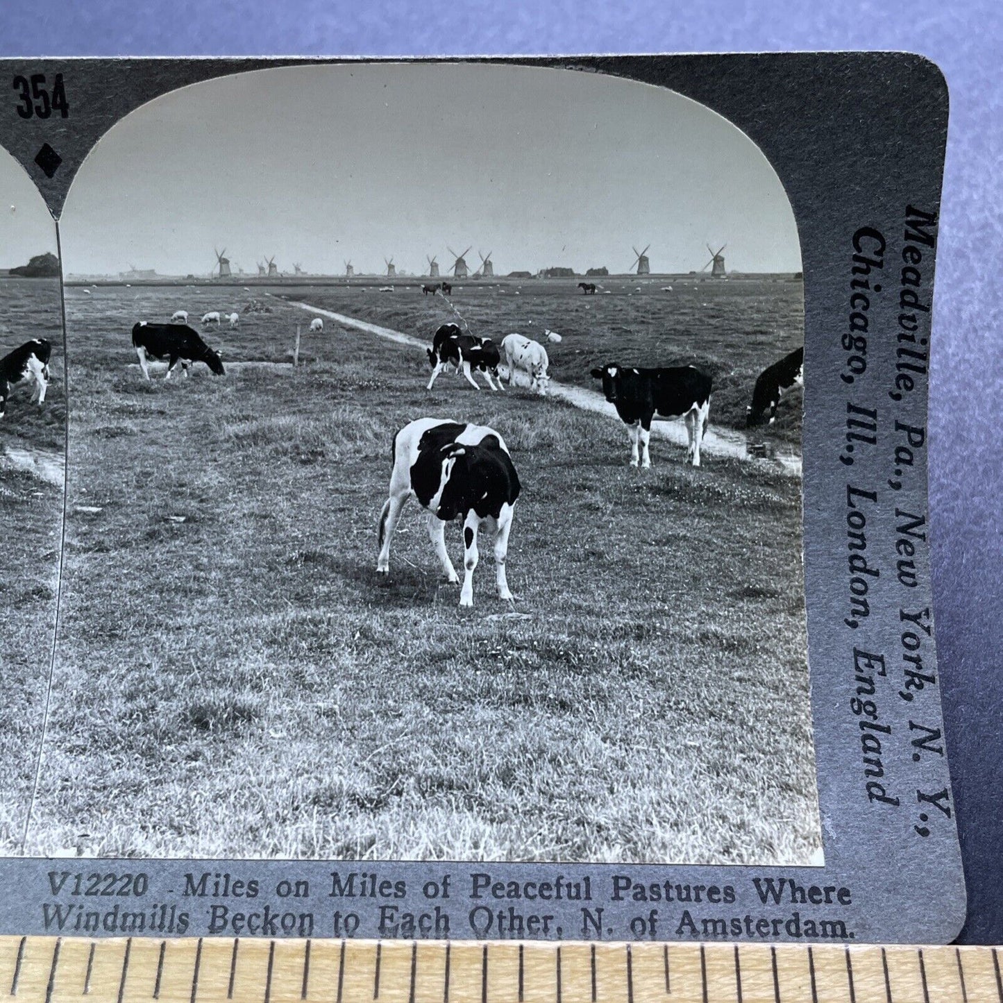 Antique 1920s Holstein Cows Near Friesland Holland Stereoview Photo Card V2910