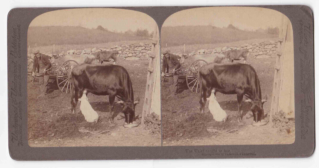 Antique 1902 A Pig Milking A Cow 'The Thief Caught At Last' Stereo Card P392