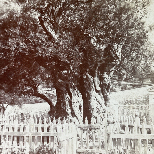 Antique 1890s Ancient Olive Tree Jerusalem Israel Stereoview Photo Card P3894