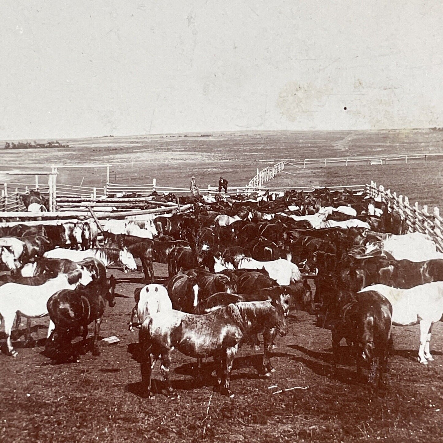 Horses in Central Alberta Canada Stereoview CPR Rail Views c1899 Y2114