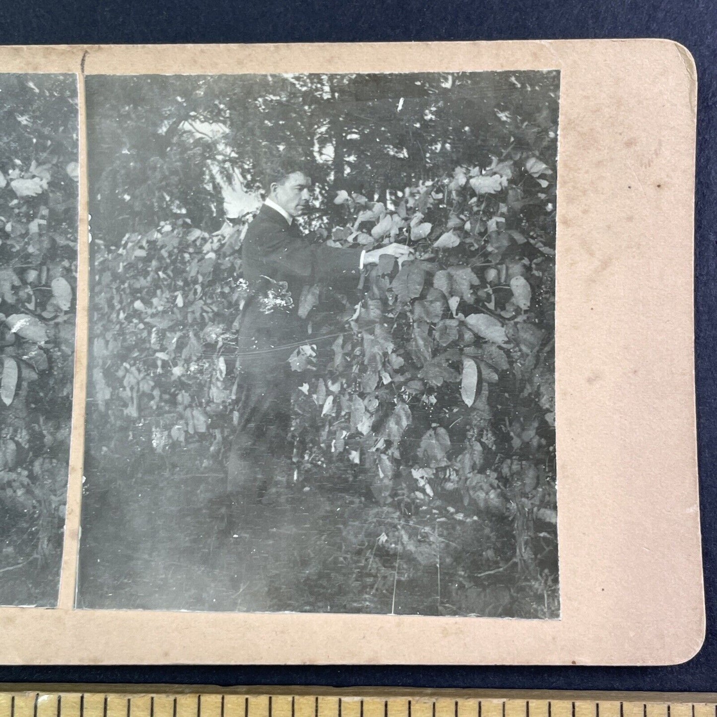 Vineyard in Niagara Ontario Canada Stereoview OOAK Antique c1913 Y2730