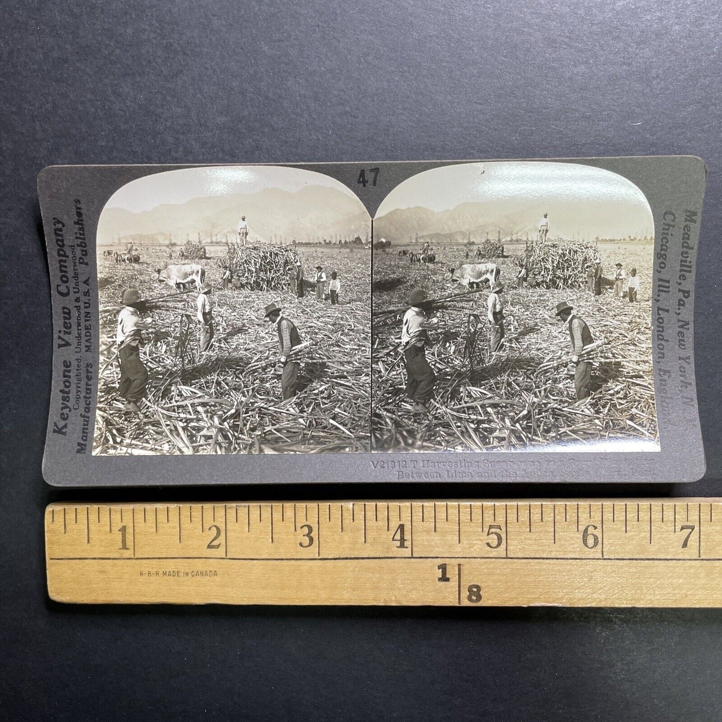 Antique 1918 Sugar Cane Harvest Santa Clara Peru Stereoview Photo Card P1363