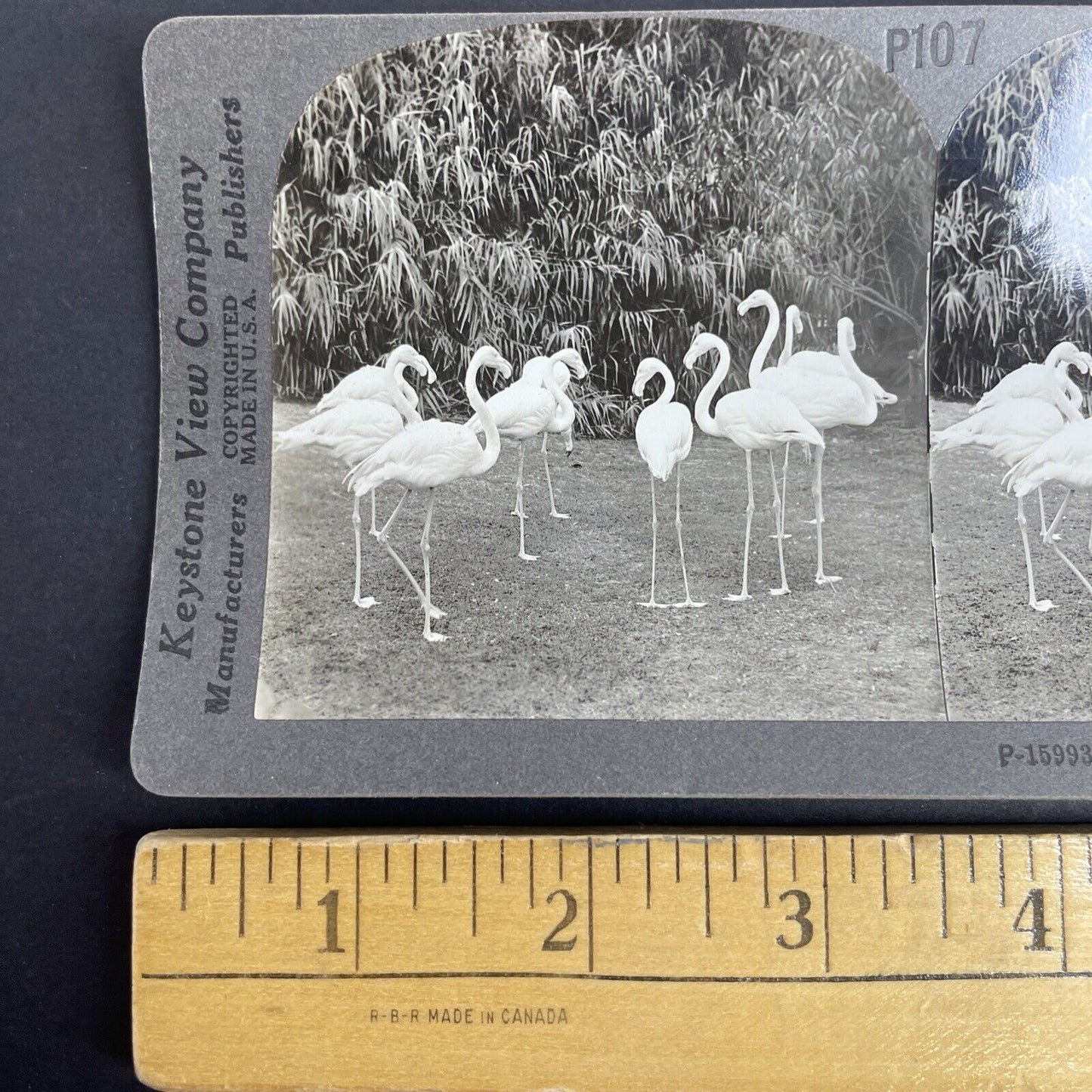 Antique 1908 Flamingoes Flamingos In Australia Stereoview Photo Card PC795