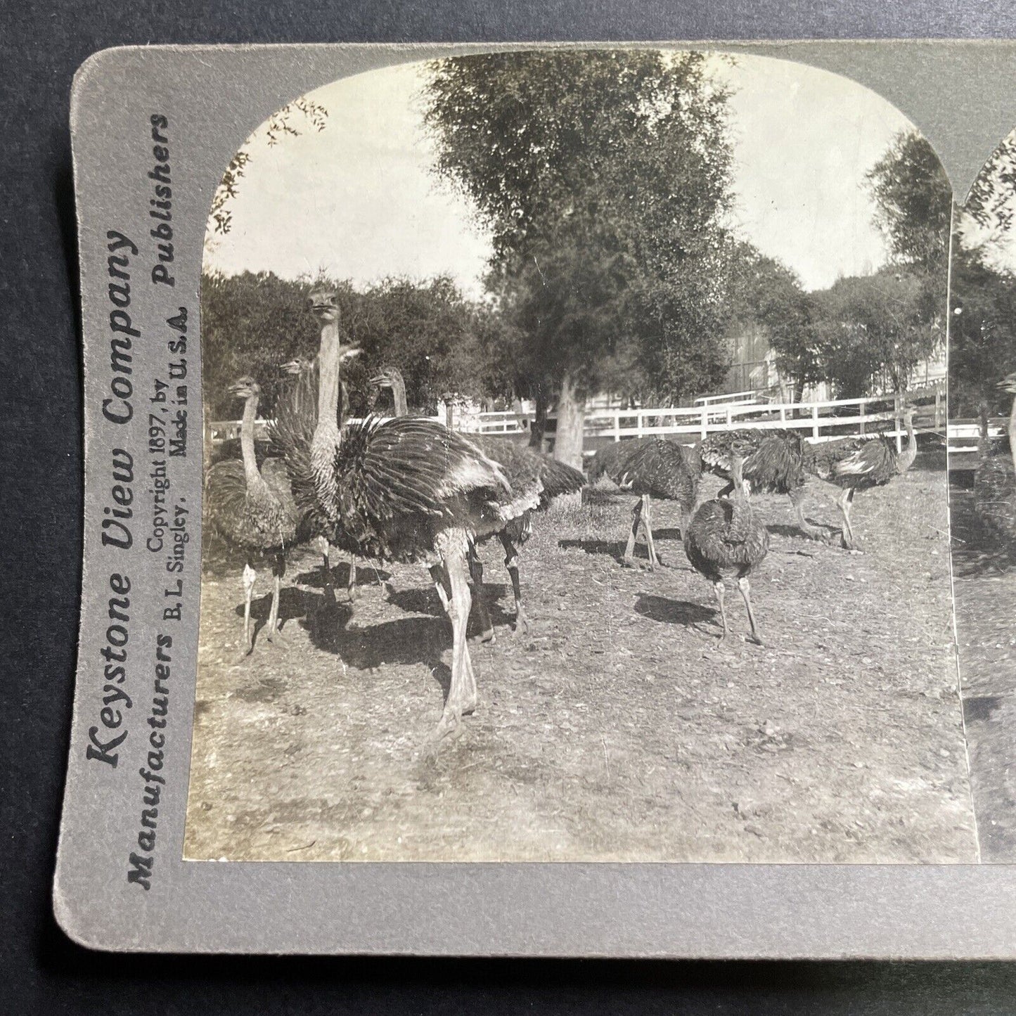 Antique 1897 Ostrich Farm Pasadena California Stereoview Photo Card P1442