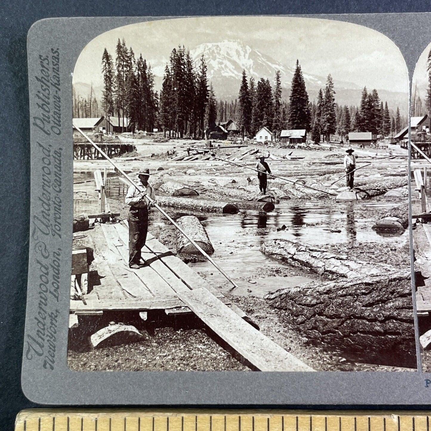 Sequoia Logging Mount Shasta Stereoview California Antique c1902 X4137