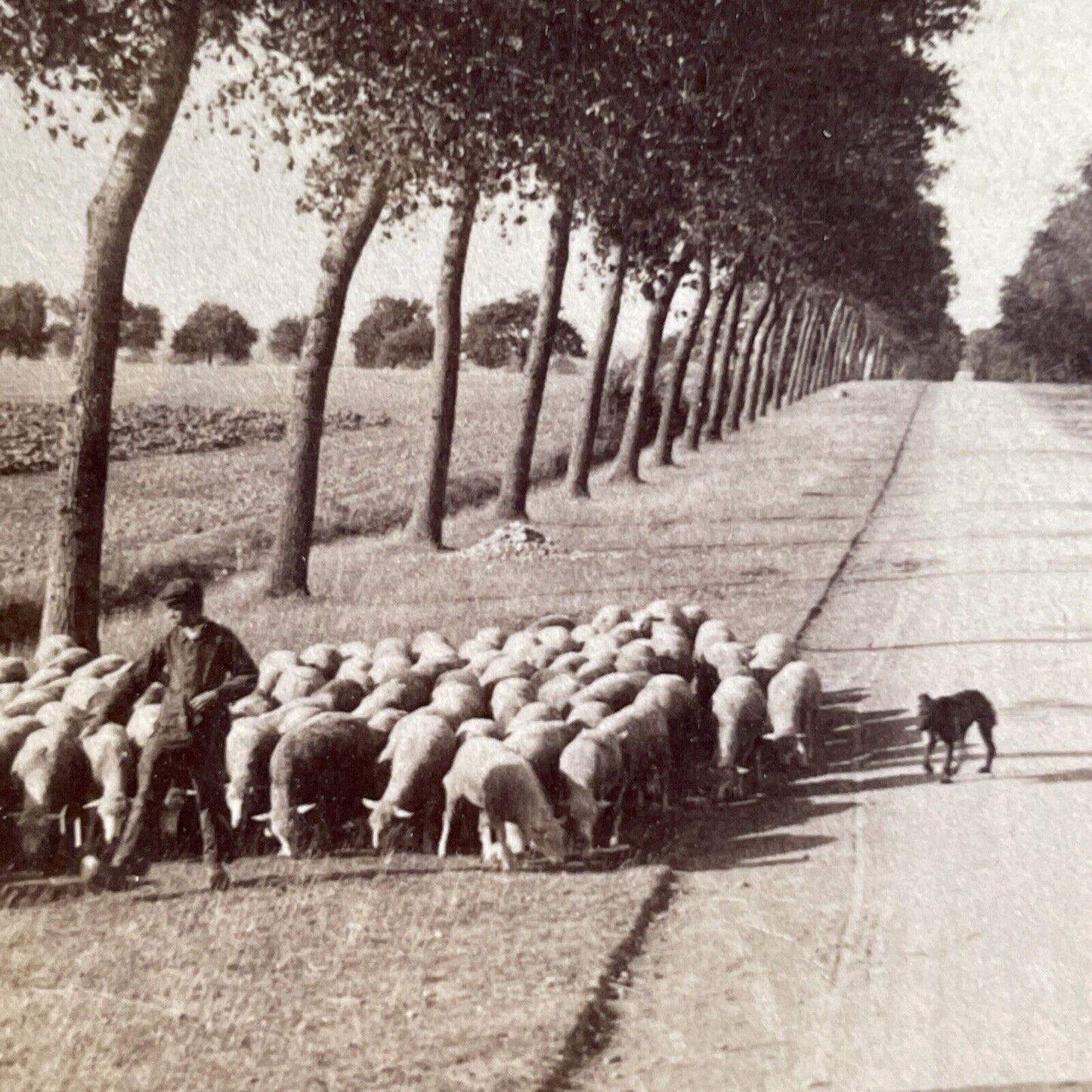 Antique 1907 Herding Sheep In Chartres France Stereoview Photo Card P1762